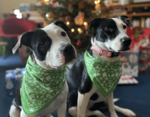 Two dogs pictured wearing bandanas