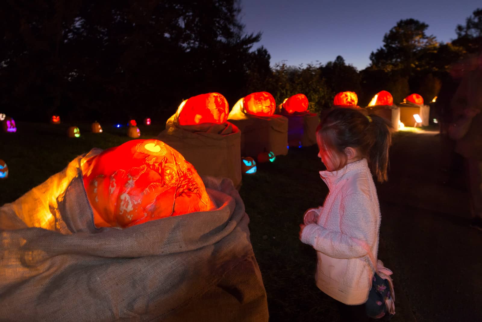 Photo of Night of 1,000 Jack-O-Lanterns at Chicago Botanic Garden in 2021