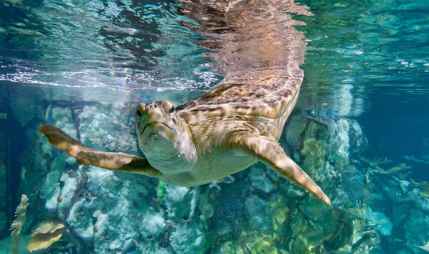 Chicago's Beloved Shedd Aquarium Has Closed Until 2021