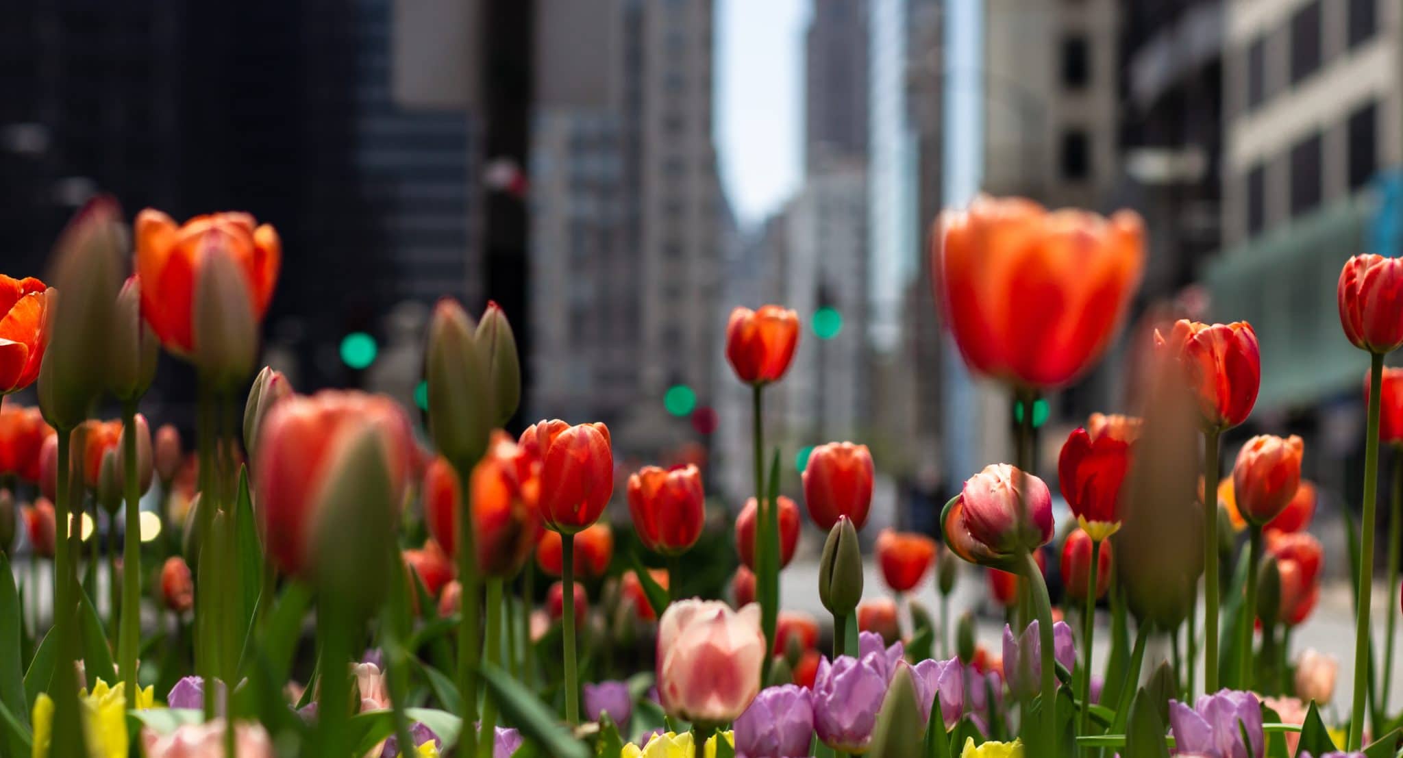 Image showing the tulips blossoming on Michigan Avenue, Chicago.