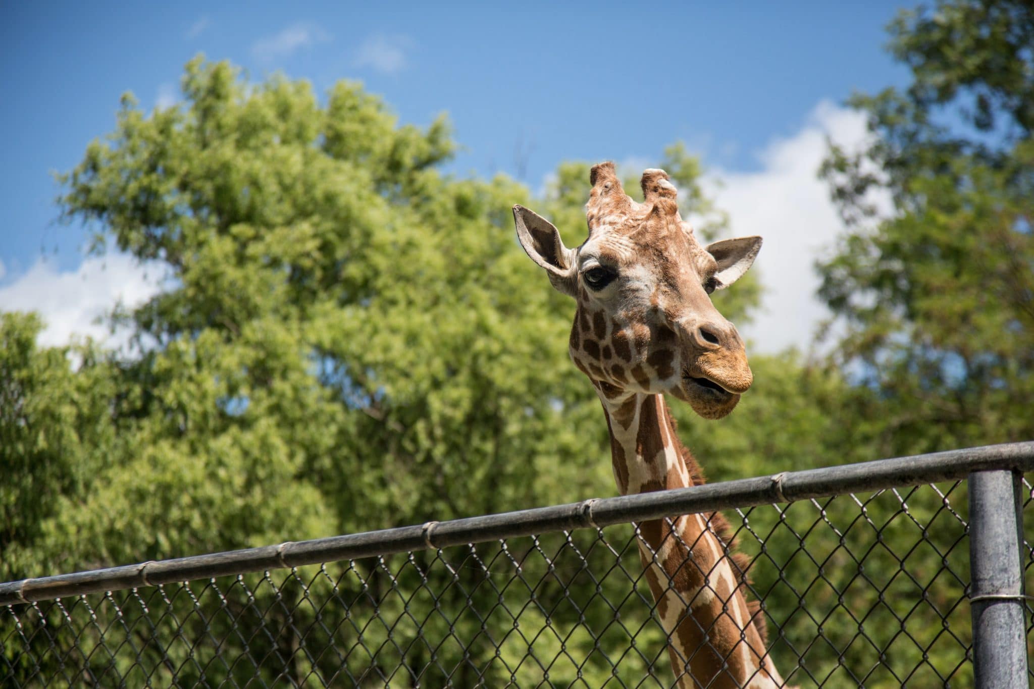 Giraffe peering over a gate