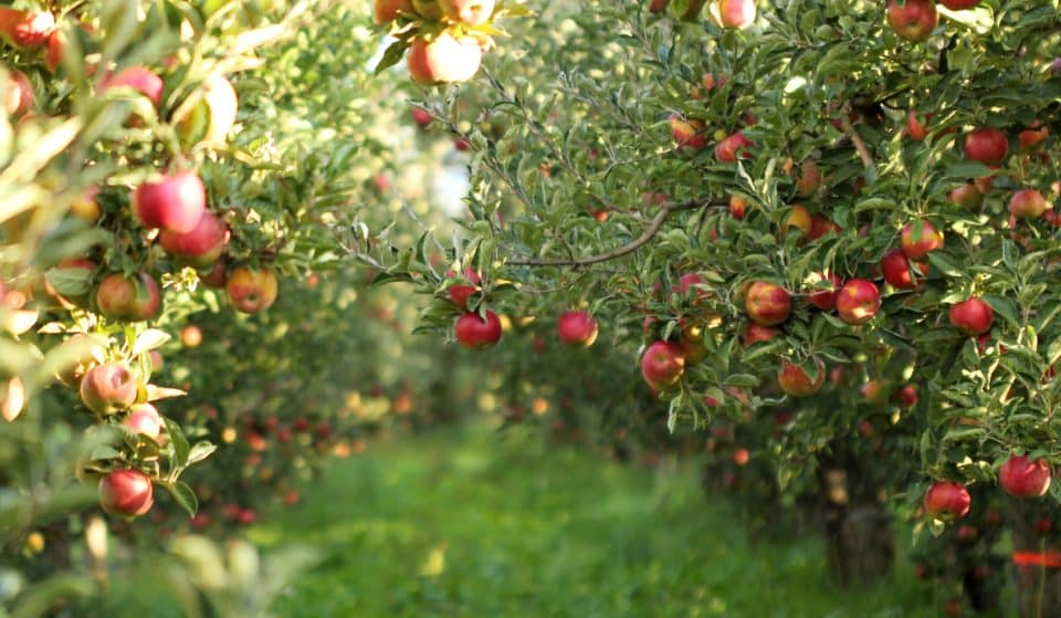 10 Of The Best Places To Pick Apples Around Chicago
