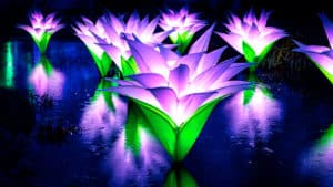 Image showing the Waterlilies installation at the Chicago Botanic Garden's Lightscape event in Chicago