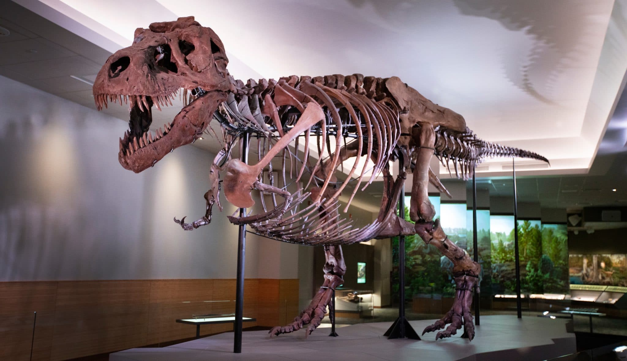 Field Museum Will Be Free For Illinois Residents This Weekend