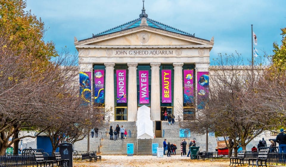 Shedd Has Announced Free Admission On Tuesdays, Wednesdays & Thursdays Throughout September & October