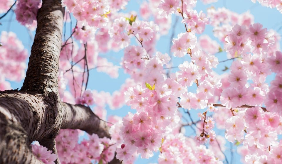 The Cherry Blossoms Are Now Blooming, Here’s Where To See Them In Chicago
