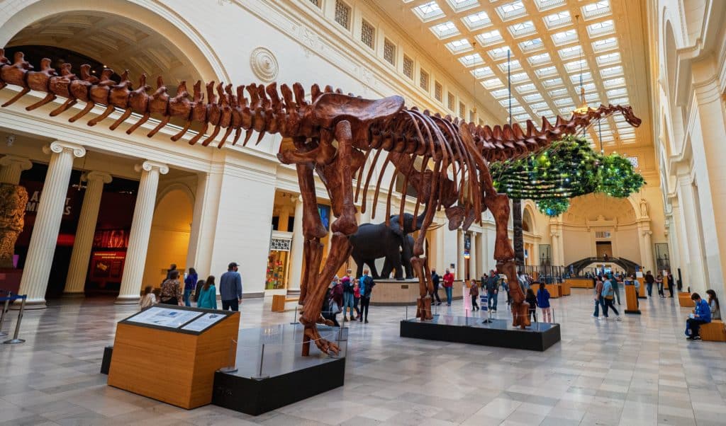 Image of a fossil skeleton of a Titanosaur at the Field Natural History Museum in Chicago