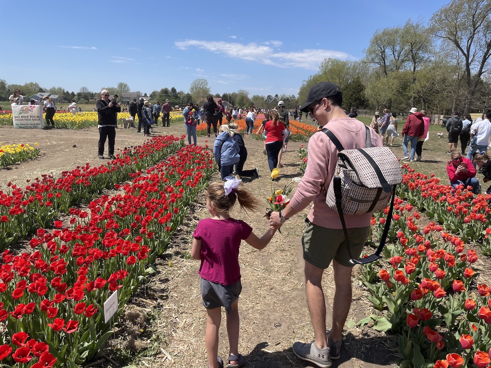 Image showing a mother and daughter walking between rows of tulips at Richardson Farm's annual tulip festival