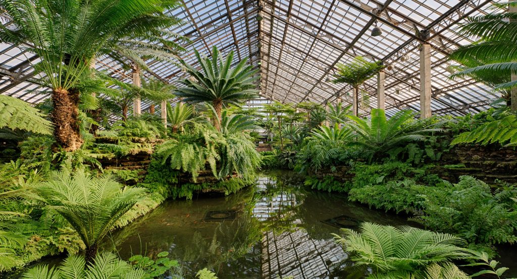 Photo of plants under a glass roof at Garfield Park Conservatory