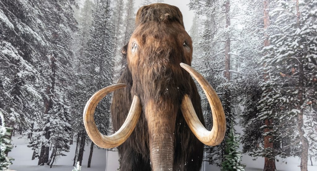 Travel Back 20,000 Years To The Last Major Ice Age With Brookfield Zoo’s Latest Exhibition