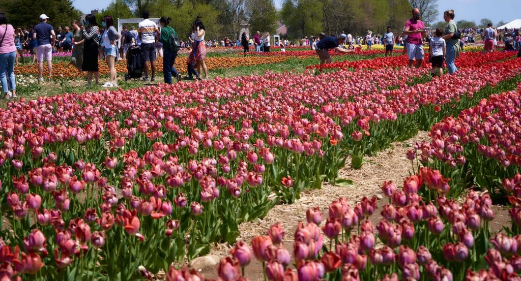 Walk Through A Kaleidoscope Of Color At Richardson Farm’s Second Annual Tulip Festival