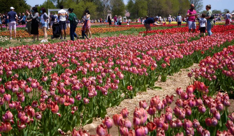 Walk Through A Kaleidoscope Of Color At Richardson Farm’s Third Annual Tulip Festival This April