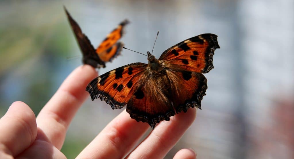 Surround Yourself In A Kaleidoscope Of Butterflies Species At Brookfield Zoo’s Reopening Butterfly Sanctuary