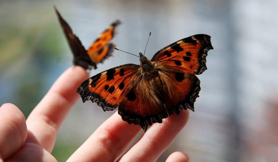 Surround Yourself In A Kaleidoscope Of Butterflies Species At Brookfield Zoo’s Reopening Butterfly Sanctuary