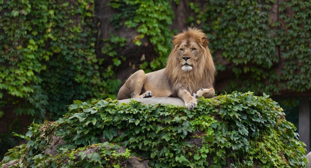 Lincoln Park Zoo Has Been Named One Of The Best Zoos In The US By A Recent Study