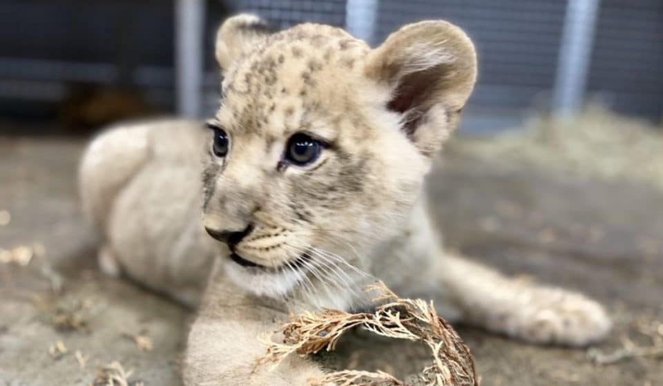 See The New Lion Cub At The Lincoln Park Zoo
