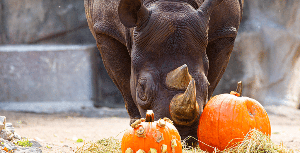 Rhino with pumpkins at Lincoln Park Zoo in Chicago, Illinois