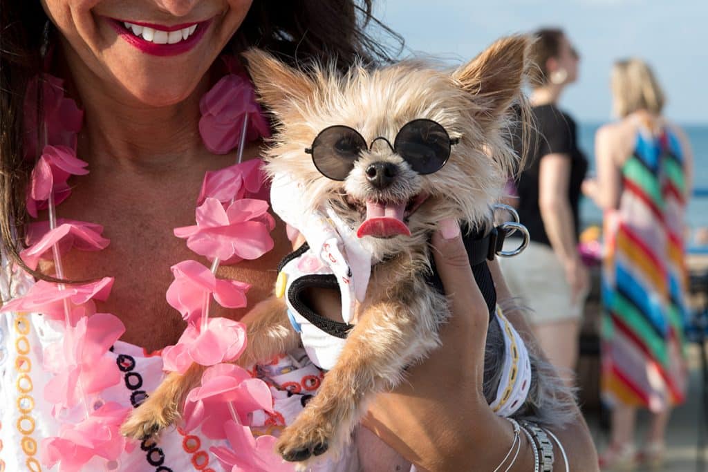 Close up of a dog wearing sunglasses