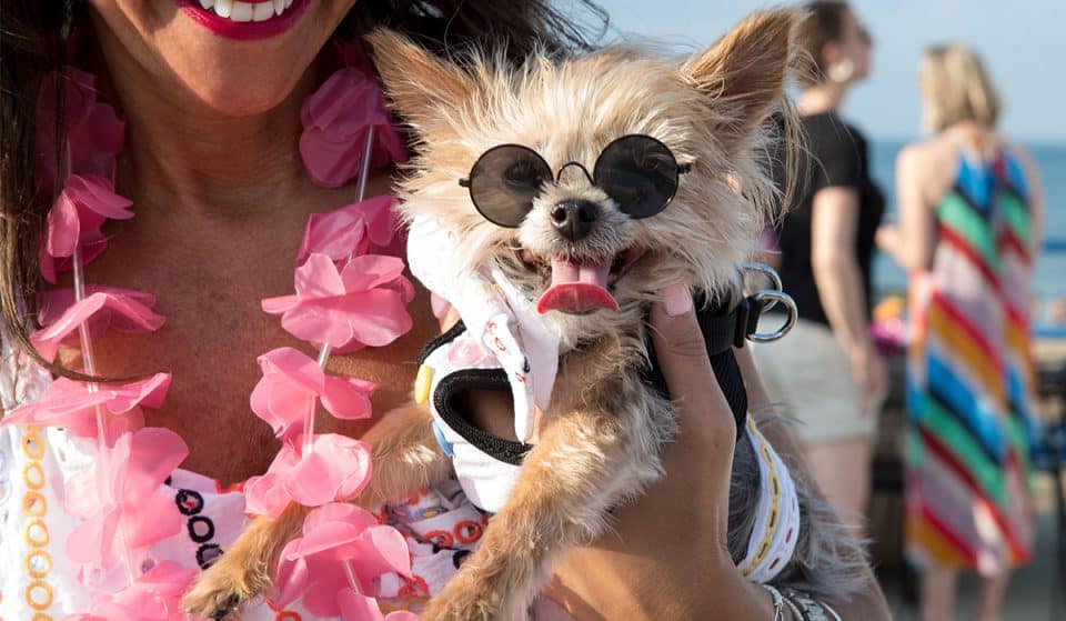 PAWS Chicago Is Hosting A Pup-Tastic Beach Party This Wednesday