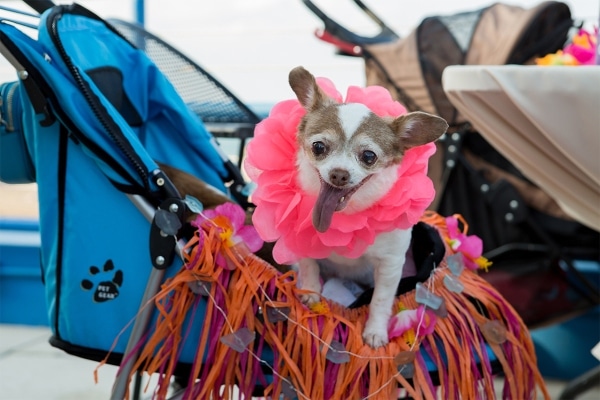 Dog in a stroller wearing a pink accessory