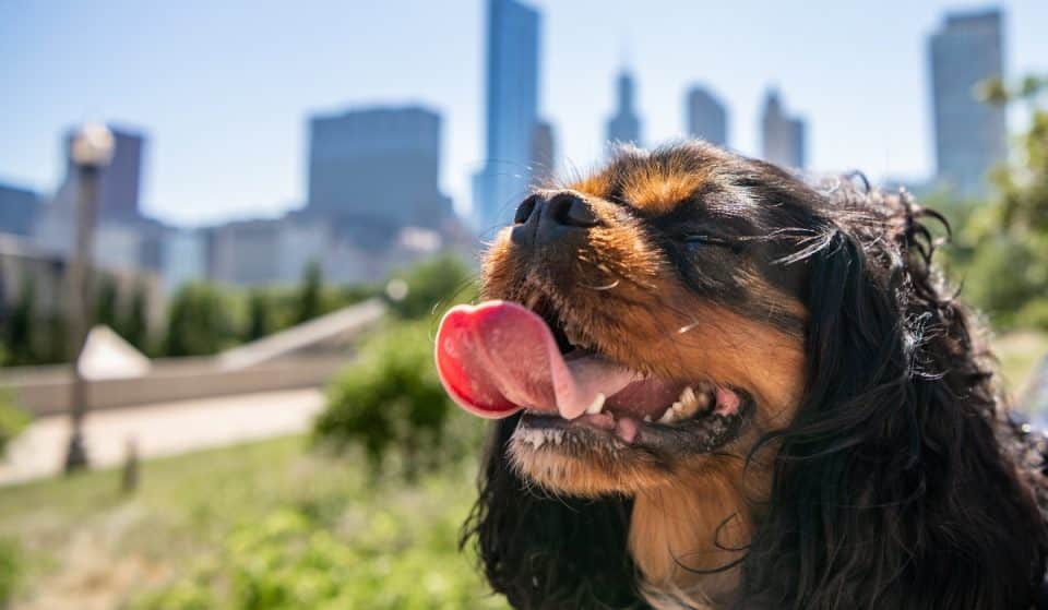 Celebrate National Dog Day Today At These Free Dog-Friendly Events