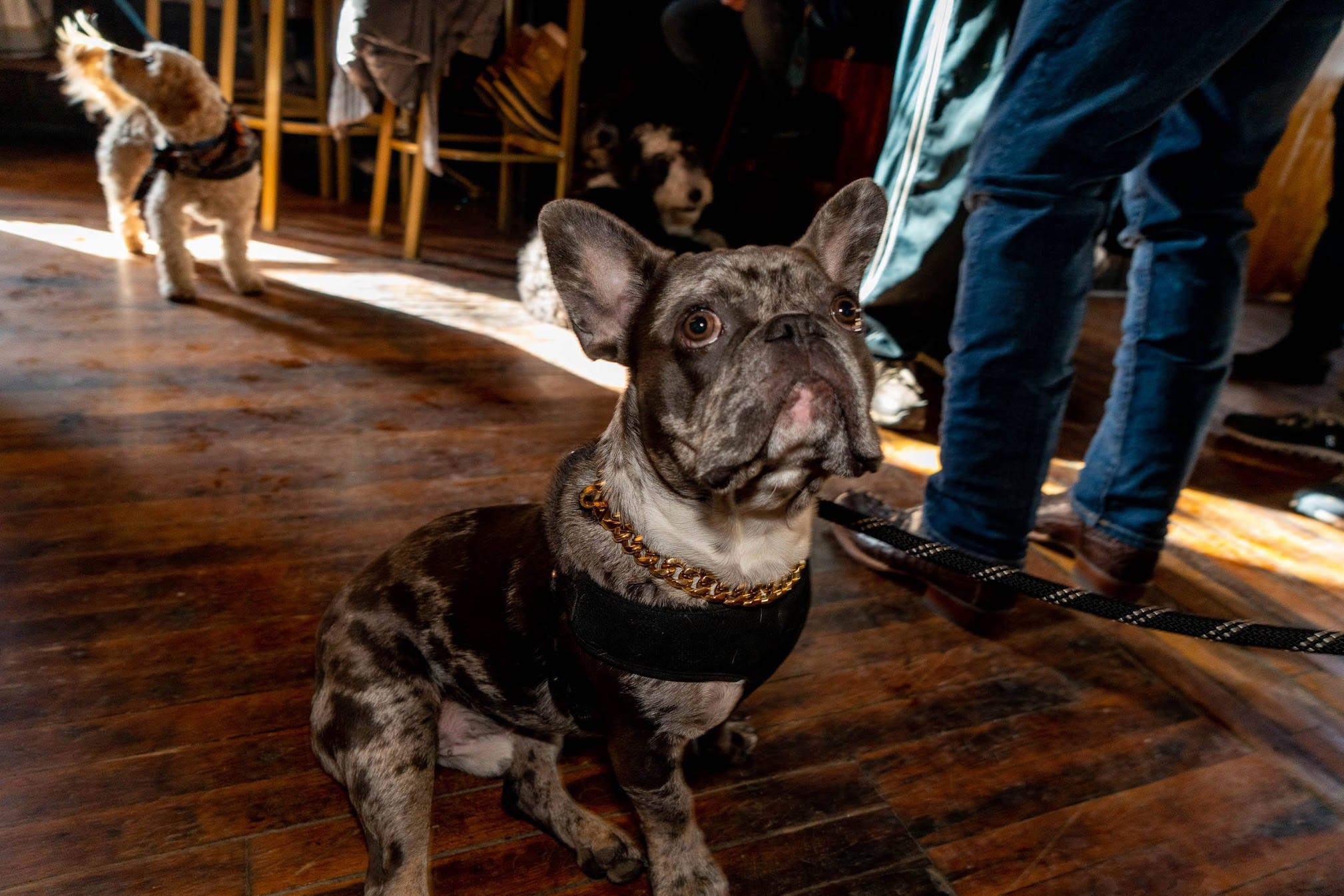 Photo of a dog wearing a necklace