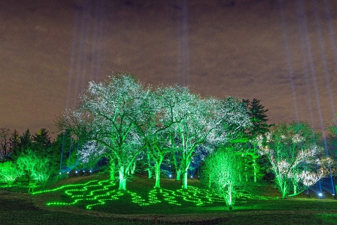 Trees seen at the event light up with green lights
