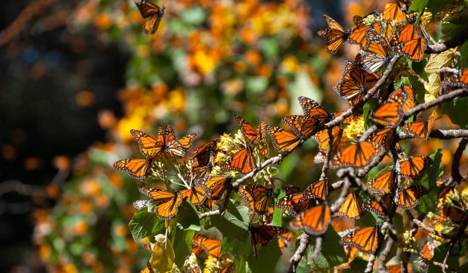 Thousands Of Monarch Butterflies Will Migrate Through Chicago This Weekend