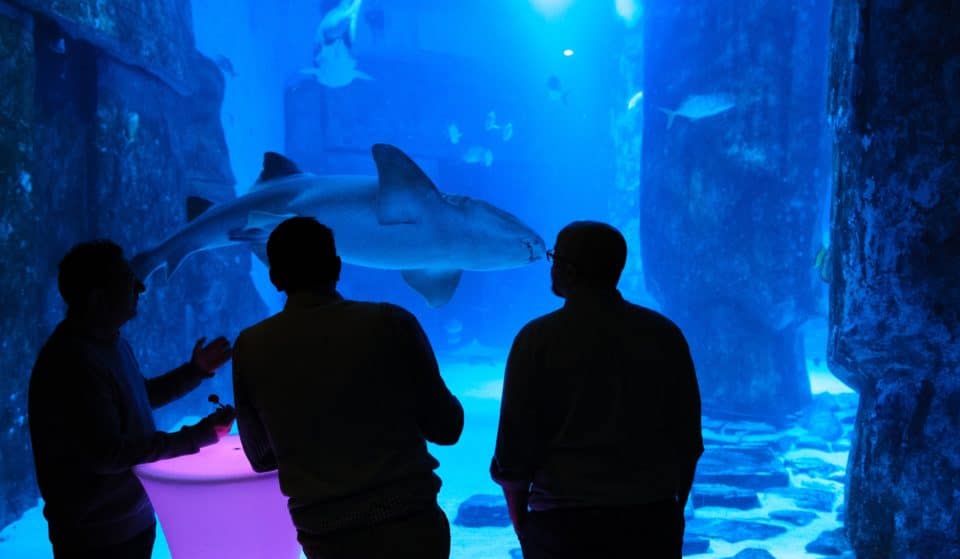 Shedd Aquarium’s Exclusive After Hours House Parties Return Tonight