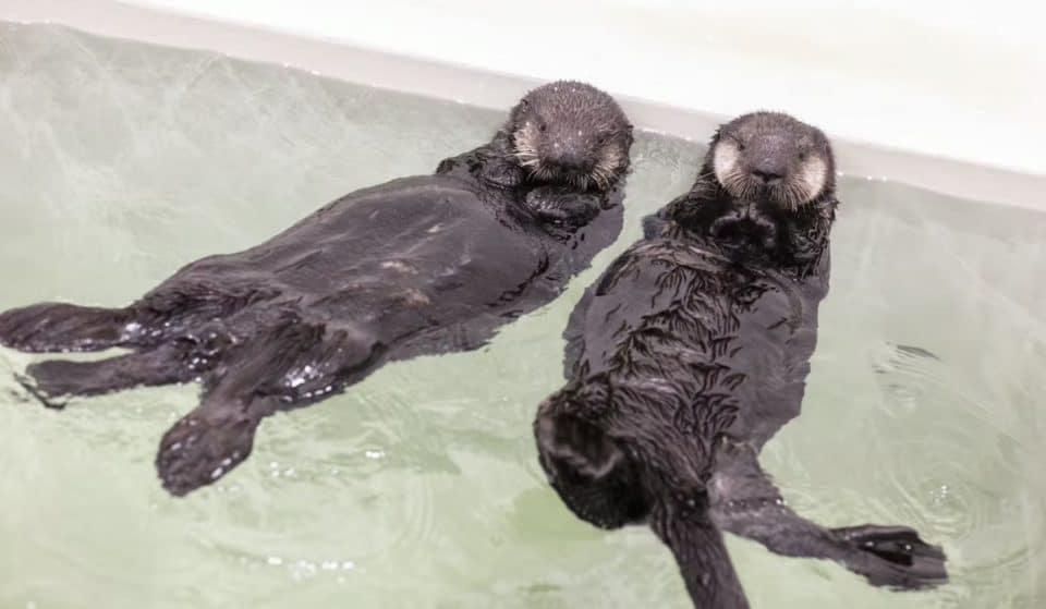 Vote To Decide What The Shedd Aquarium Names Its Rescued Sea Otters