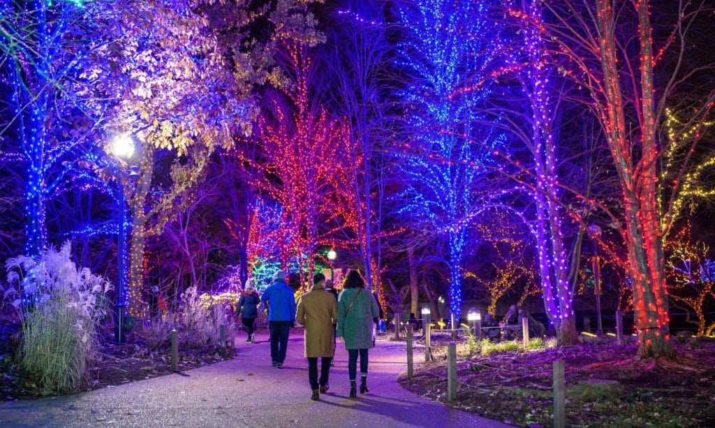 A picture of people wandering through a light display in Chicago during November