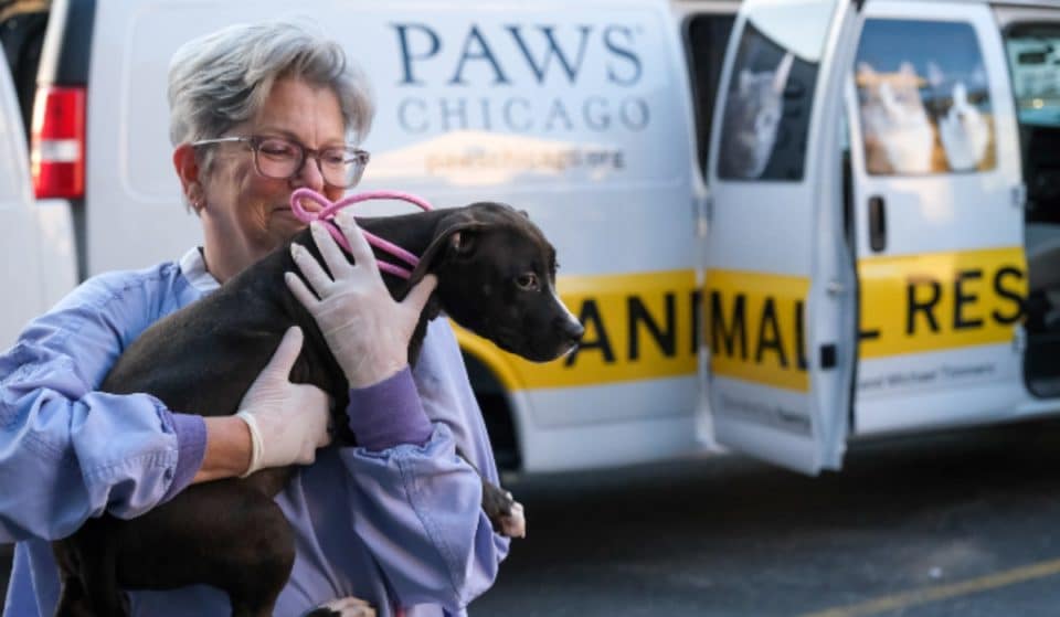 Displaced Pets Are Being Brought From Florida To Chicago Amidst Hurricane Ian Damage