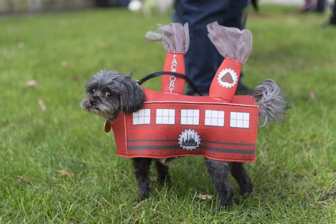 Dog dressed up as a train