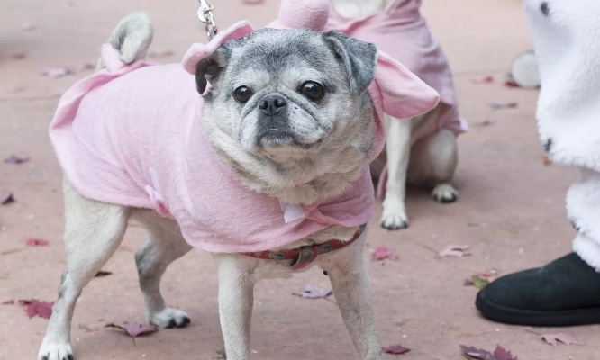 Pug dressed up in pink