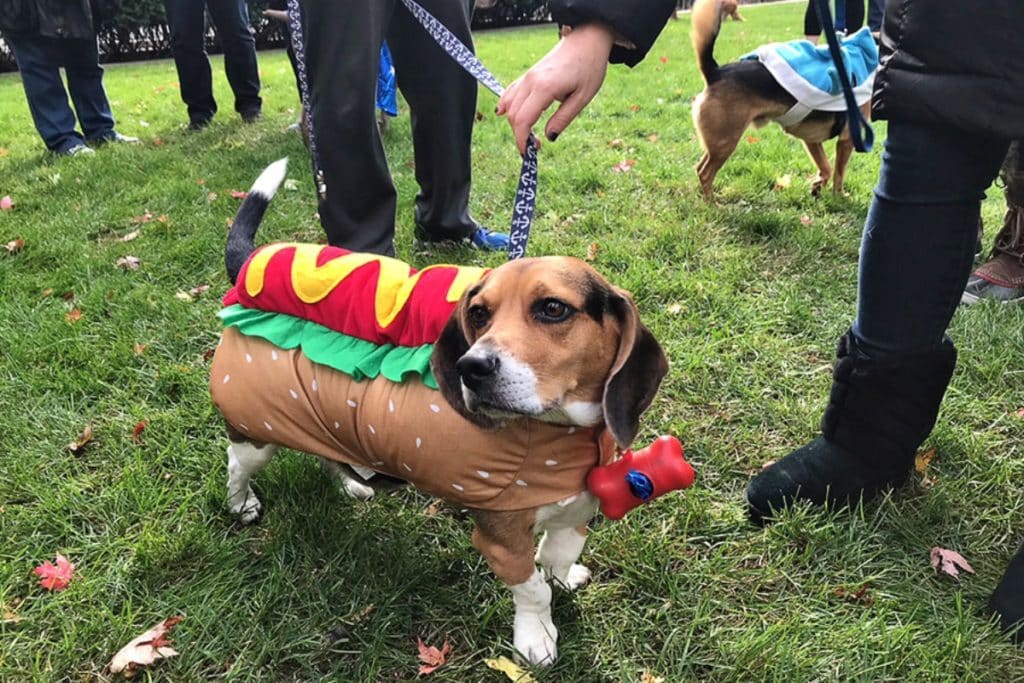 Beagle dressed as a hotdog