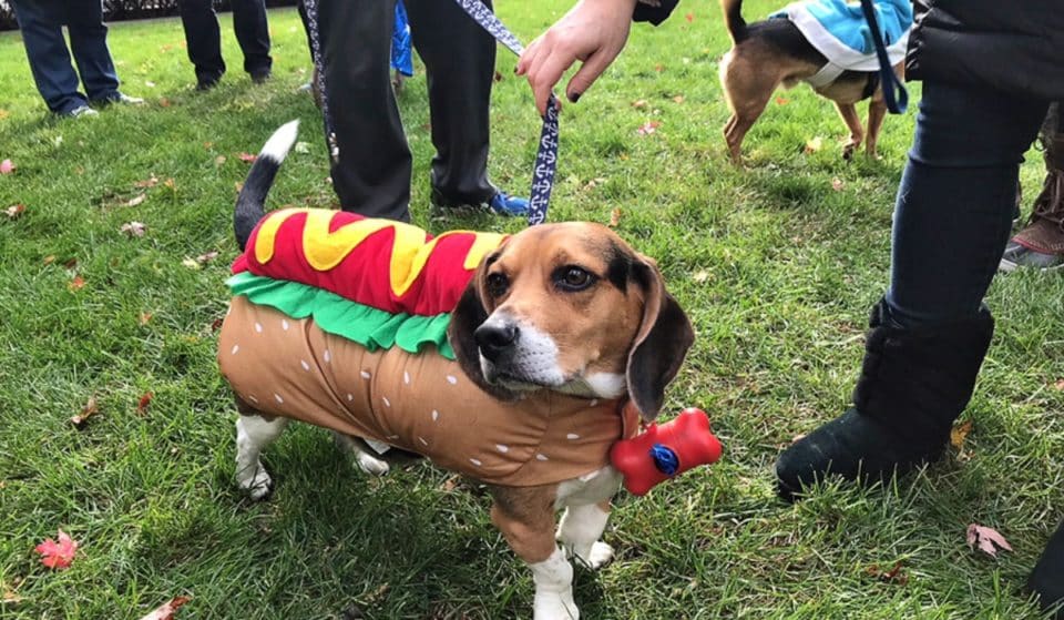Dress Your Pets Up In Costume For The Annual Streeterville Halloween Party This Weekend