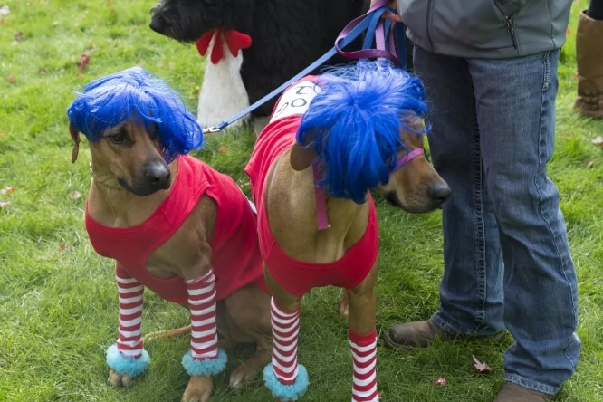 Two dogs dressed up as Thing One and Thing Two