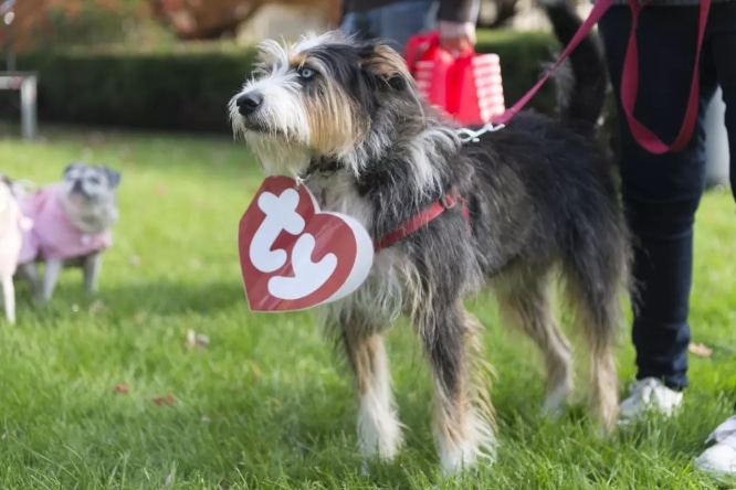 Dog dressed up as a beanie babies toy