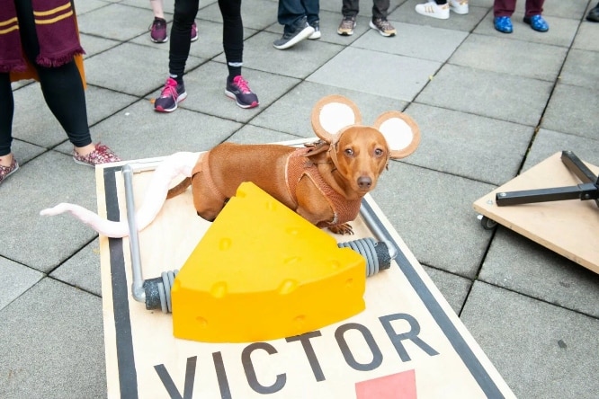 Dog dressed up as a rat with cheese