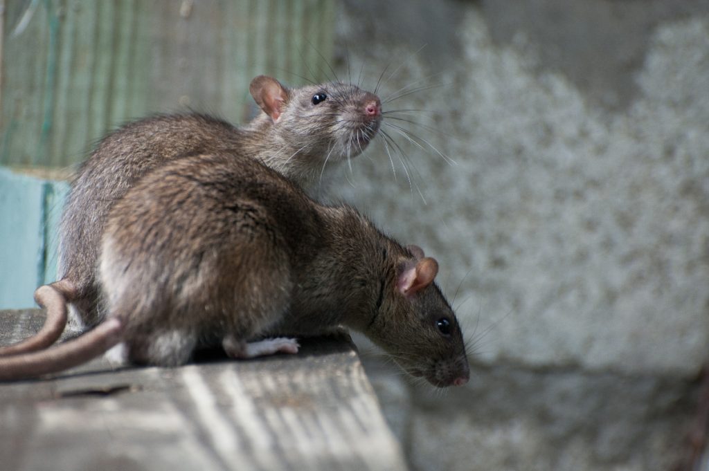 Is Chicago Still The Rat Capital Of The U.S When There’s Been A Significant Drop In Stats