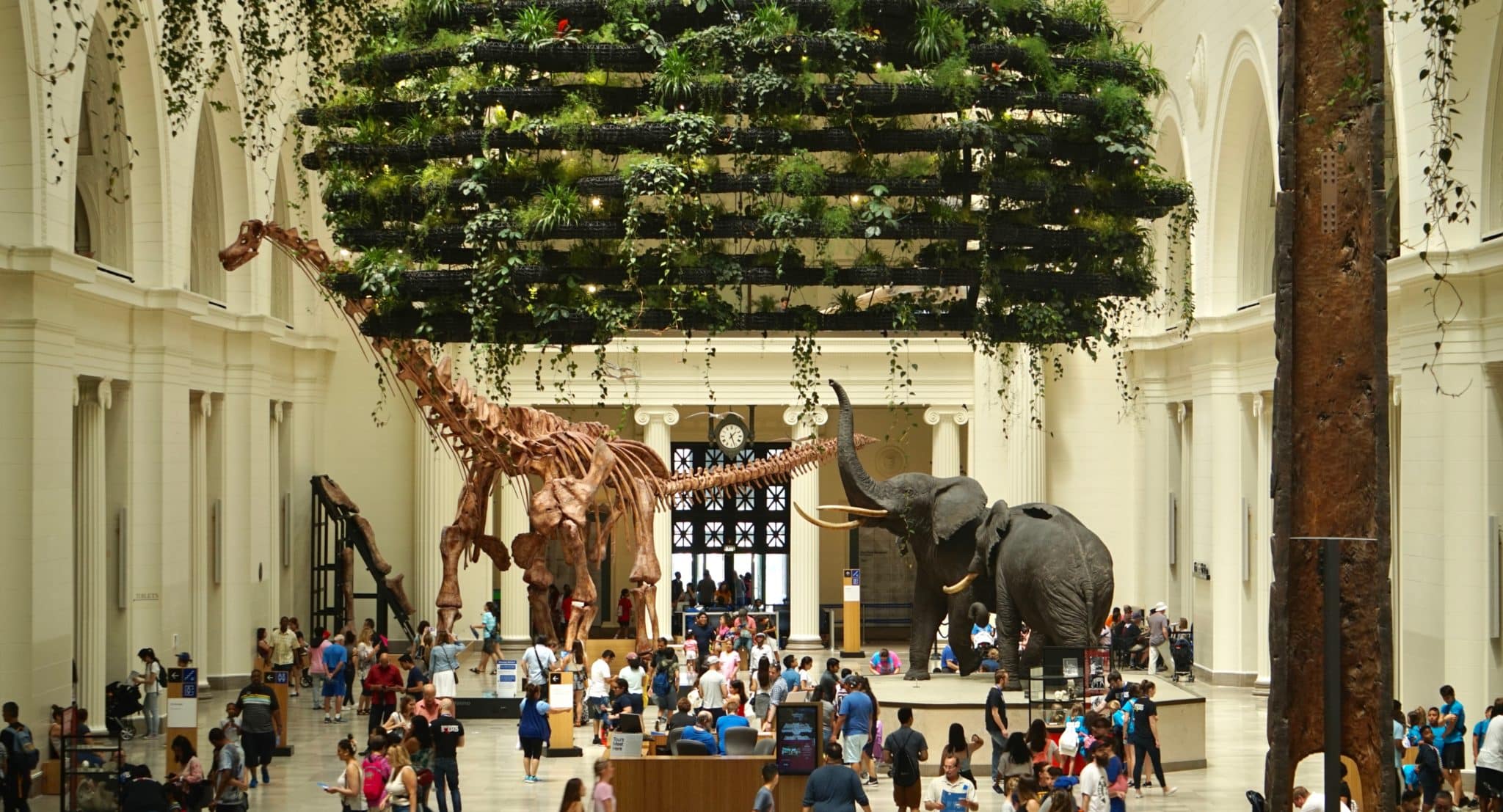 people entering the Field Museum in Chicago with a large dinosaur and eleplant in the middle of the room