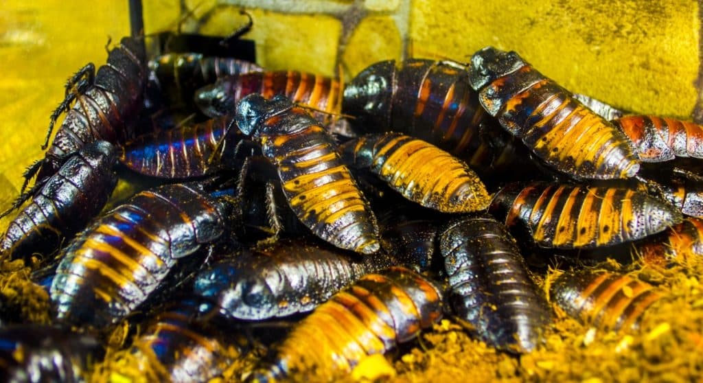 Hissing cockroaches seen in a pile
