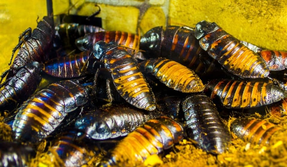 Name A Hissing Cockroach After Your Ex This Valentine’s Day At The Brookfield Zoo