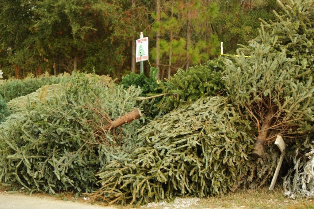Christmas trees pictured on the ground ready for recycling