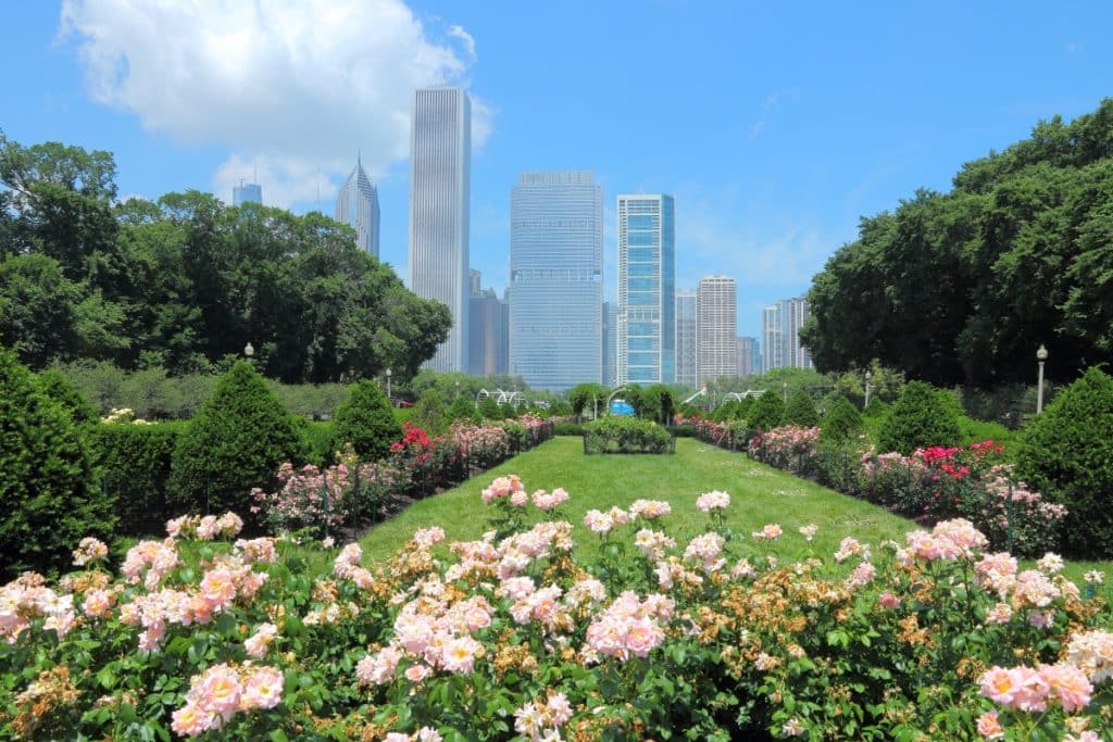 Grant Park rose bushes seen against the Chicago skyline