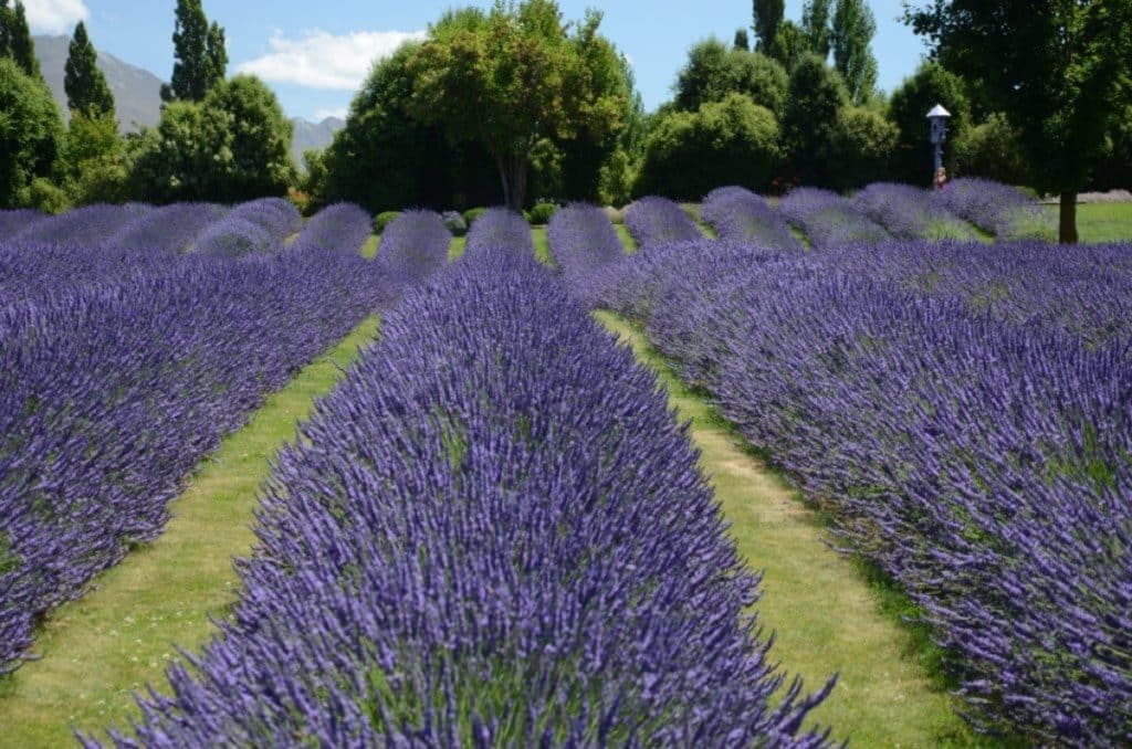 Blooming lavender fields pictured in three rows