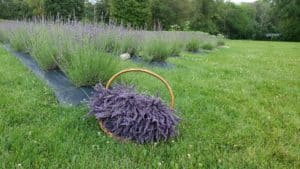 Lavender bundle pictured in a basket with lavender plants in the background