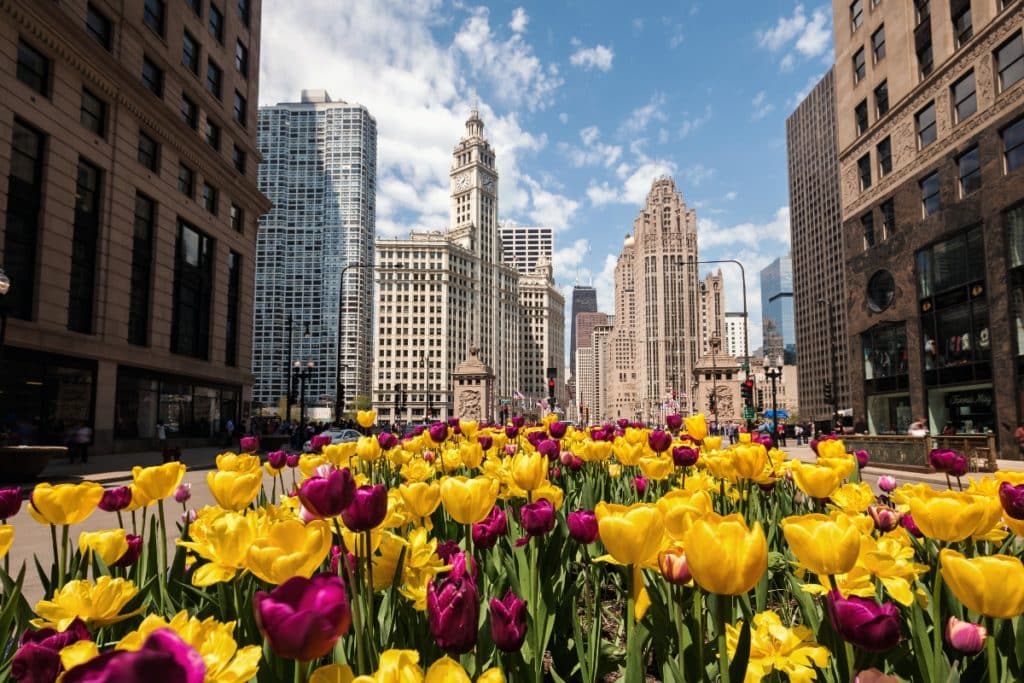 Tulips blooming on Michigan Avenue in downtown Chicago