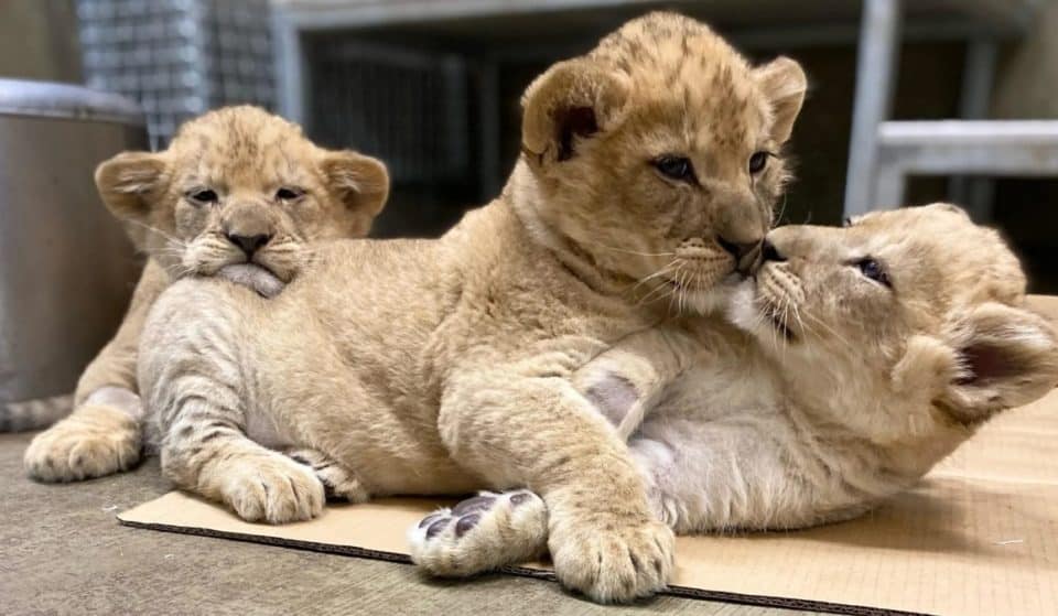 Lincoln Park Zoo’s Lion Cubs Have Made Their Debut, Here’s How To See Them