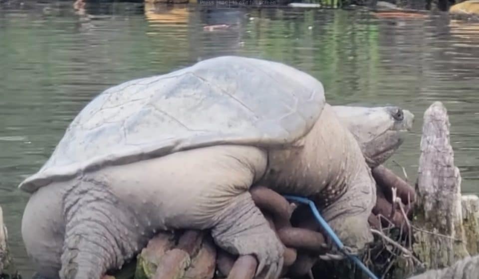 Meet Chonk, The Enormous Snapping Turtle Who Made A Home On The Chicago River